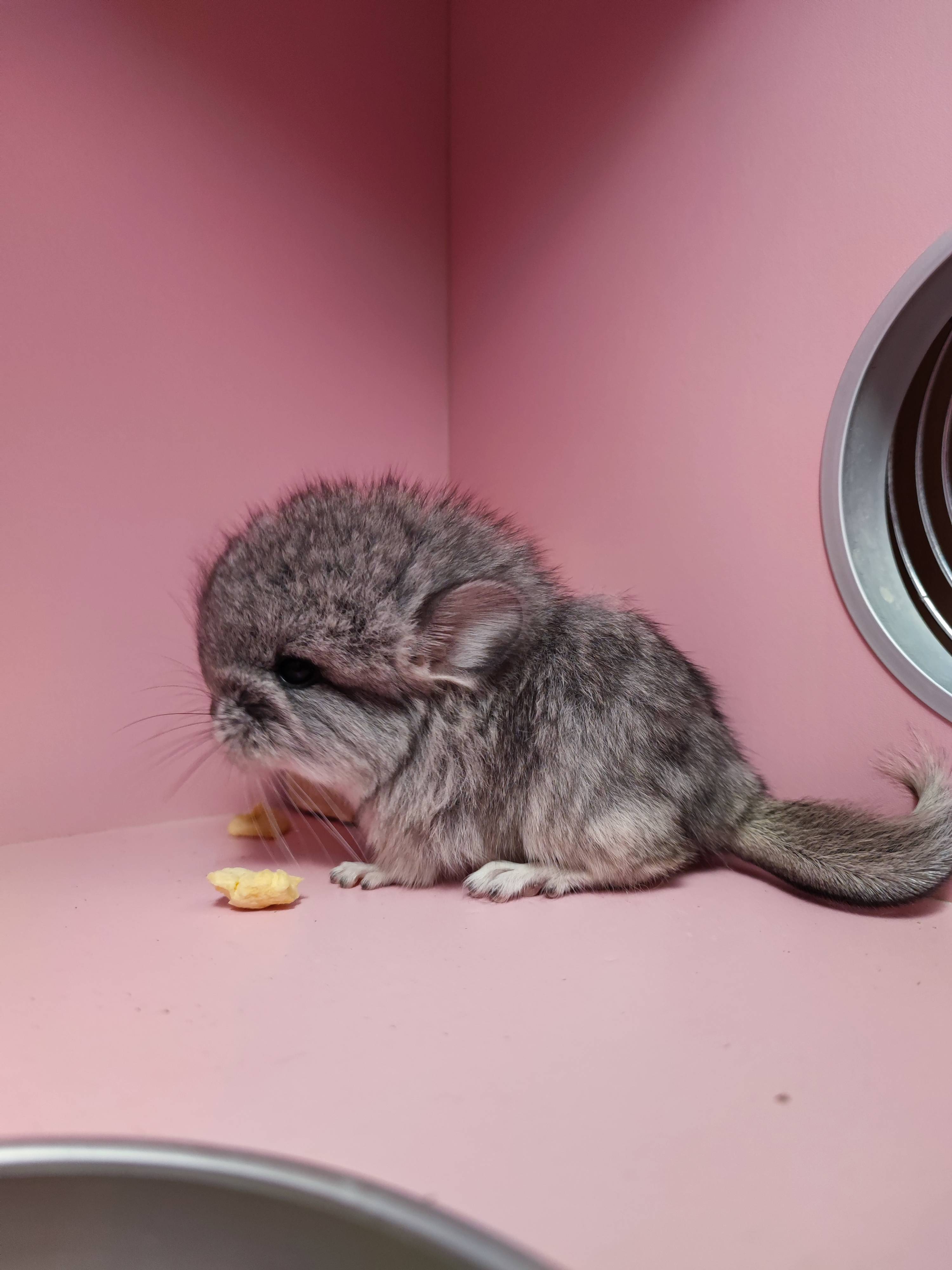 长毛标灰妹妹龙猫